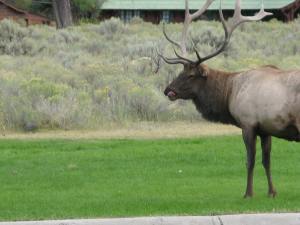 9) Elk2